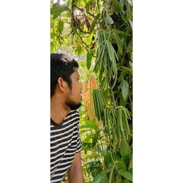 

buah vanili, vanilla hijau/basah organik jenis Planifolia
