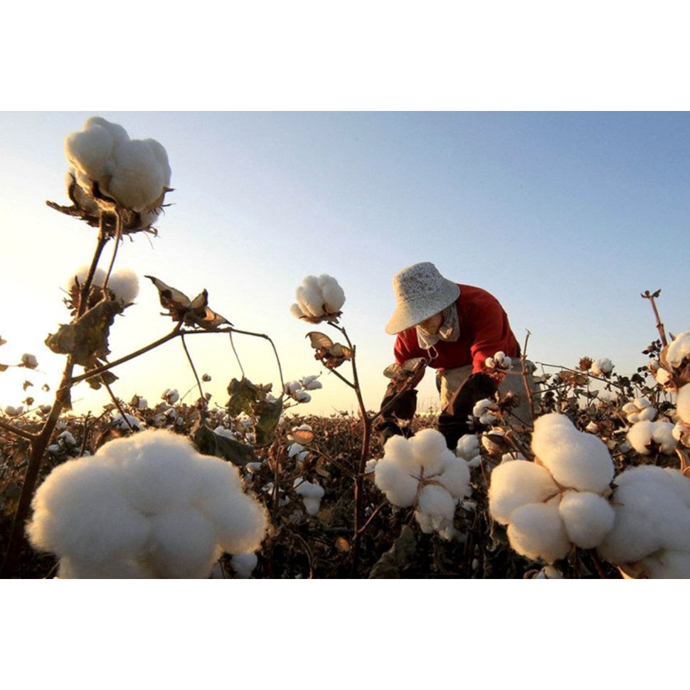 Hiasan Bunga Cotton Flower Bunga Kapas Asli Single Stem Dekorasi Artificial per tangkai