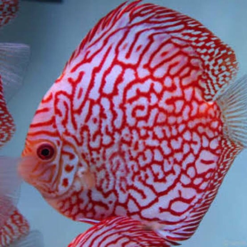 ikan discus jenis pigeon size mulai dari 2cm
