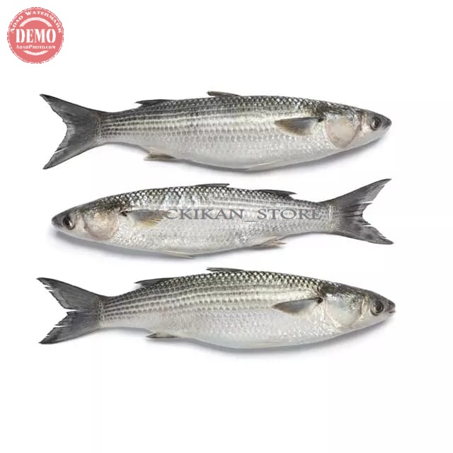 

Ikan Blanak Segar Dan Bergarasi