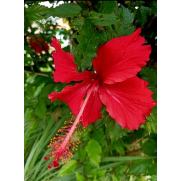 

Bunga kembang sepatu segar 1kg