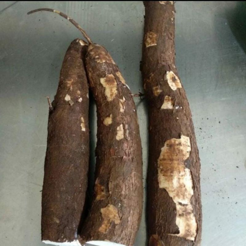 

Singkong Sukabumi Organik 2kg