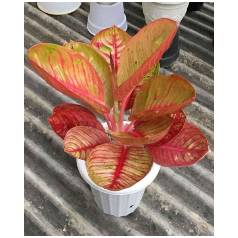 Bonggol aglonema Goliat Merah Indukan Jumbo