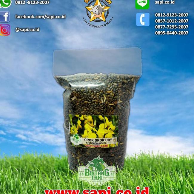 New Benih Orok Orok 1Kg Stok Terbatas
