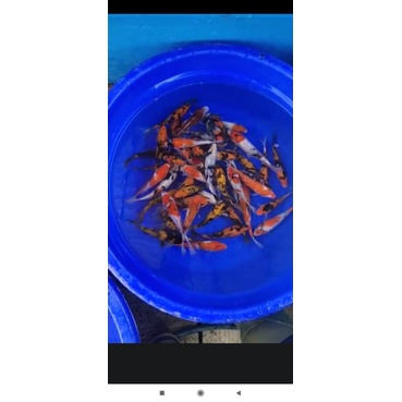 ikan koi blitar murah warna cantik layak di besarkan, ikan koi blitar 10-15 cm
