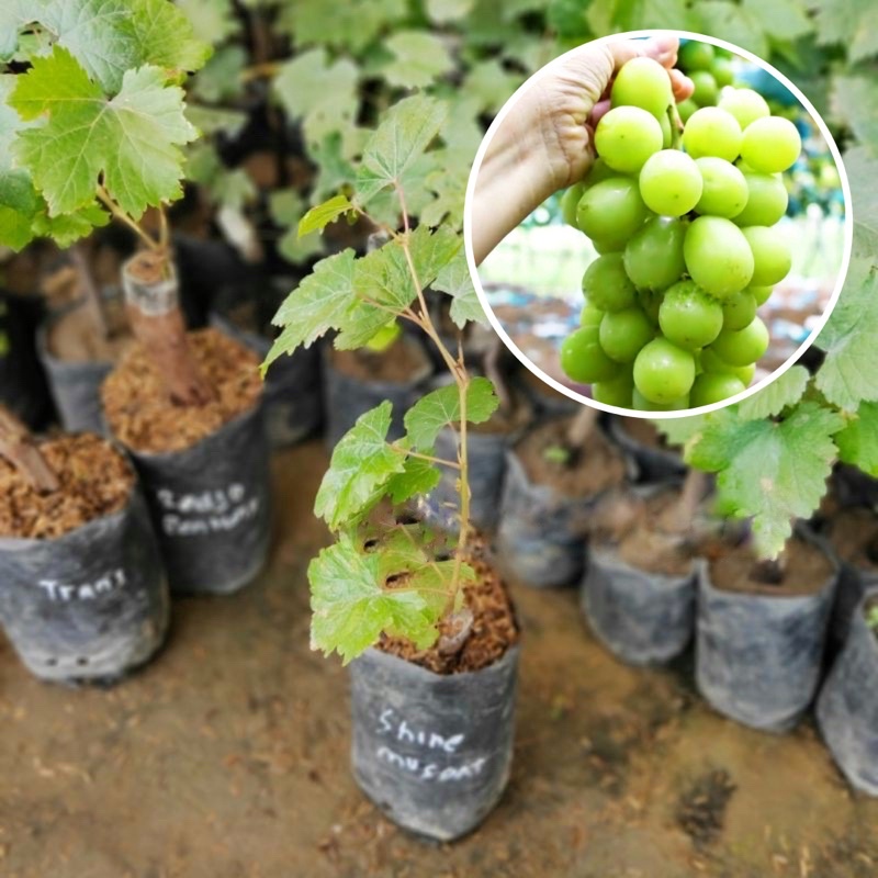 Bibit Tanaman Buah Anggur Hijau Shine Muscat Impor Jepang