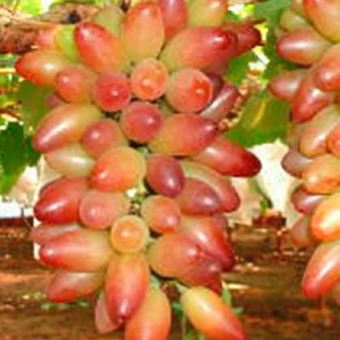 Bibit anggur import muscat brilliant Grafting Siap