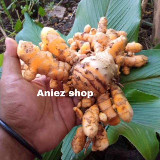 

TEMULAWAK SEGAR Alami non kimia ANTI CORONA / Kwalitas super 1000 gr