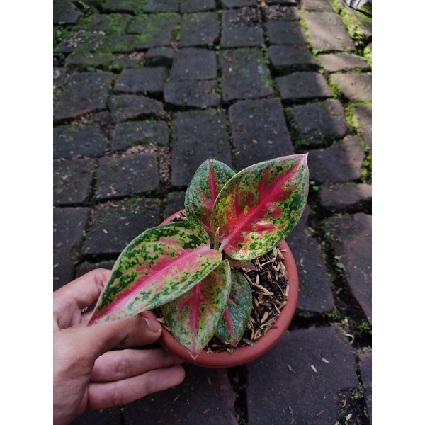 Aglonema mahasety tanian lokal