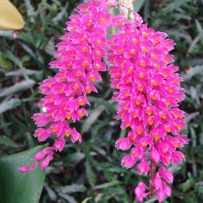 Anggrek Secundum dendro Spesies Sikat Gigi