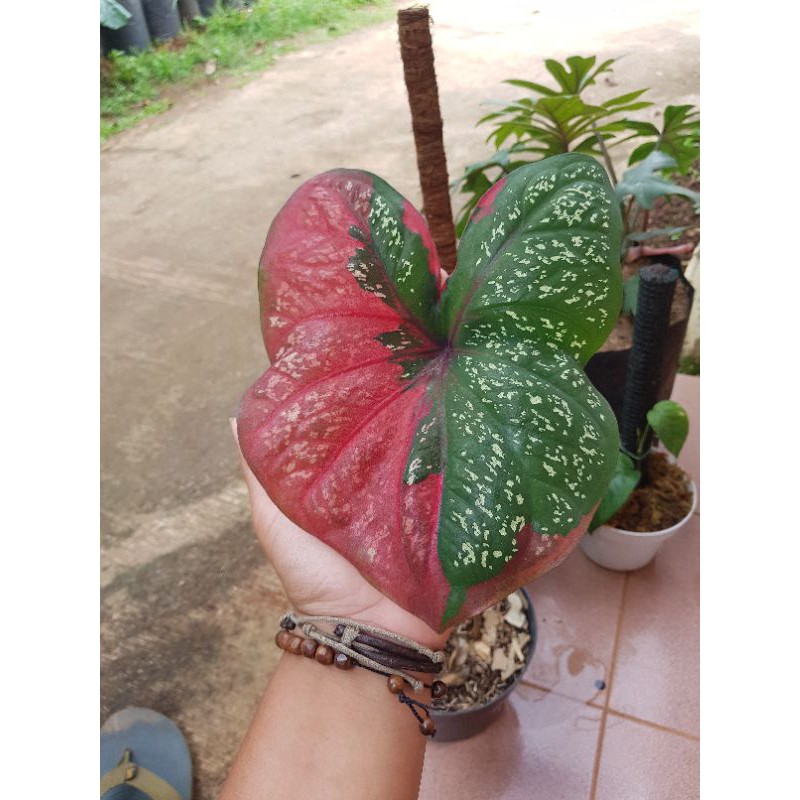 tanaman hias keladi baret merah - keladi baret murah