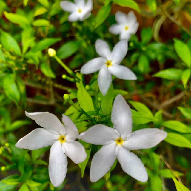 deviratnanurdwiatika28