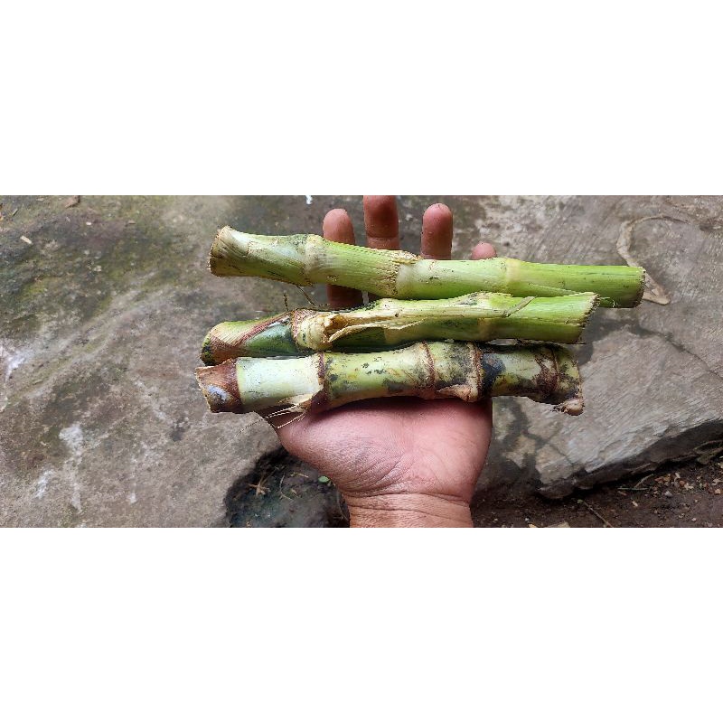 Grosir Bibit rumput odot super jumbo, odot besar per 1 karung, MURAH