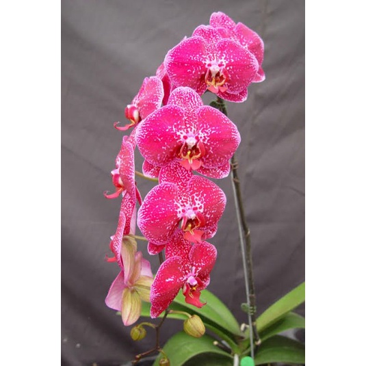 Anggrek Bulan Import Taiwan Dewasa warna koleksi pink Tua