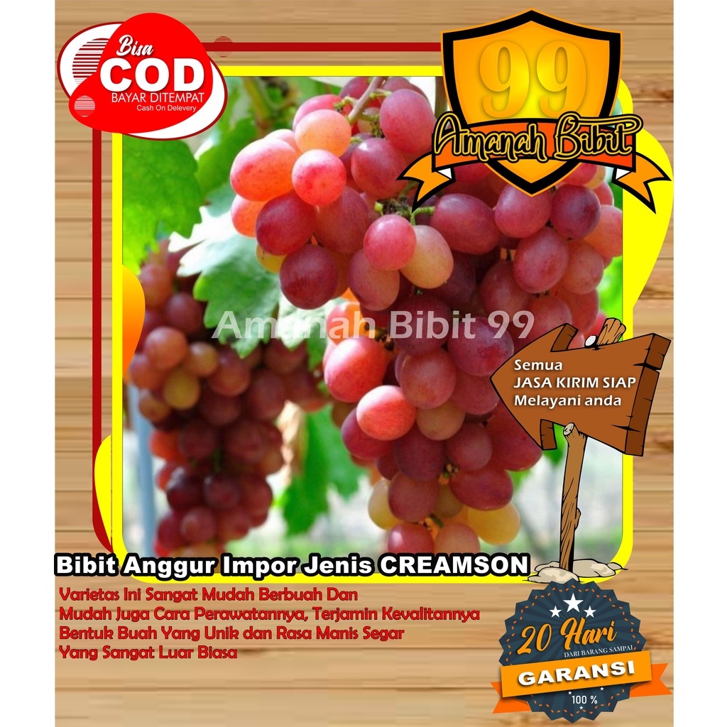 Bibit Anggur Impior Jenis CREAMSOON Buah warna merah manis dan segar