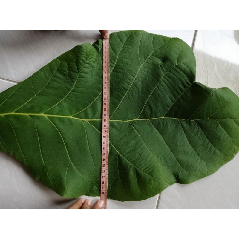 

daun jati segar 1 kg murah