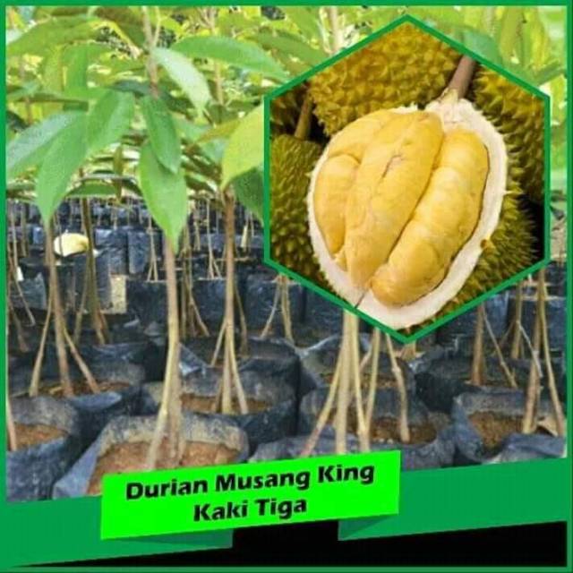 BIBIT DURIAN MUSANGKING KAKI 3 OKULASI