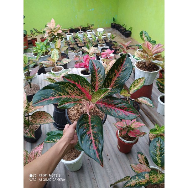 Aglonema Red Anita