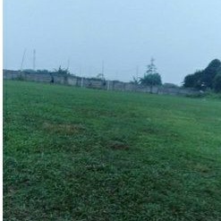 TUKANG RUMPUT GAJAH BIASA RUMPUT PAITAN