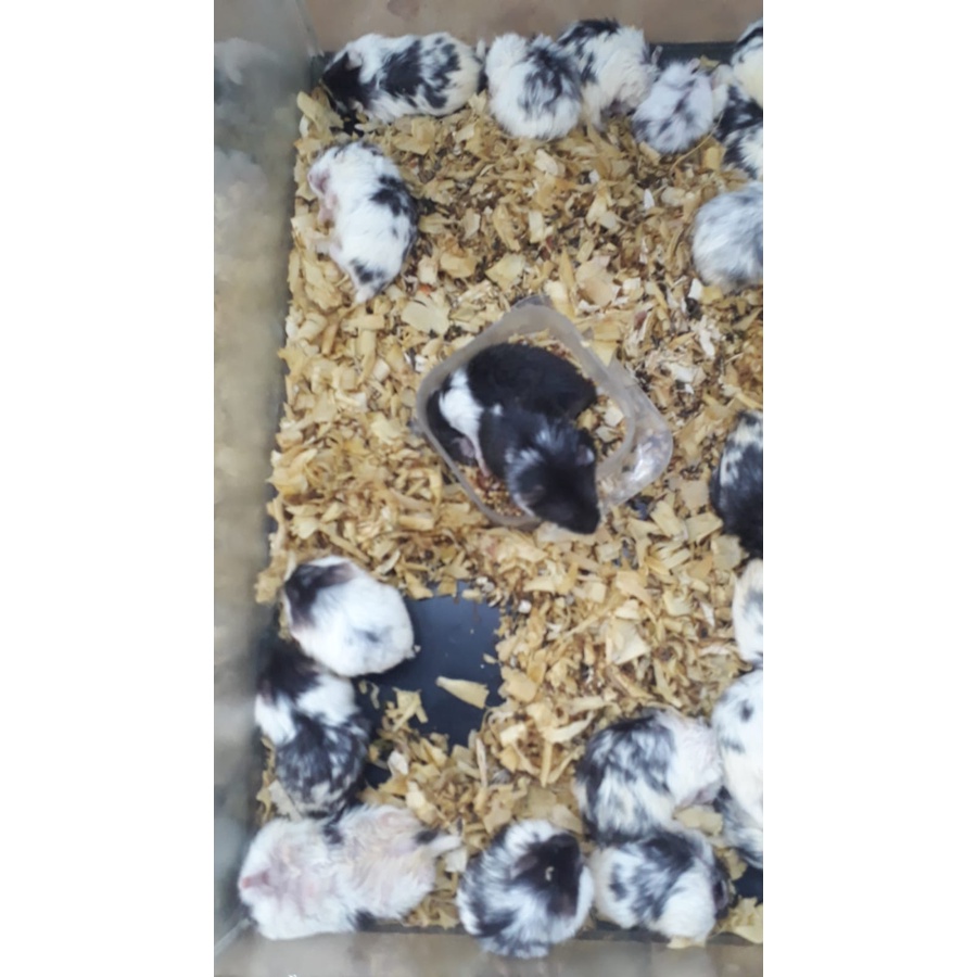 Hamster jenis campbel varian panda