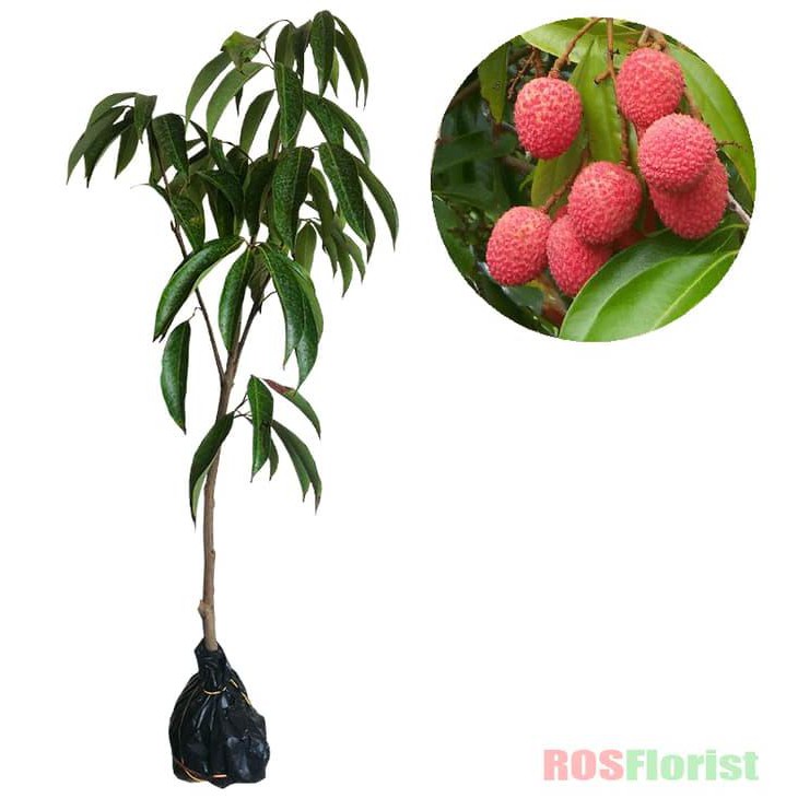 #_* Bibit Tanaman Buah Leci Kom / Lychee Kom Bibit Buah