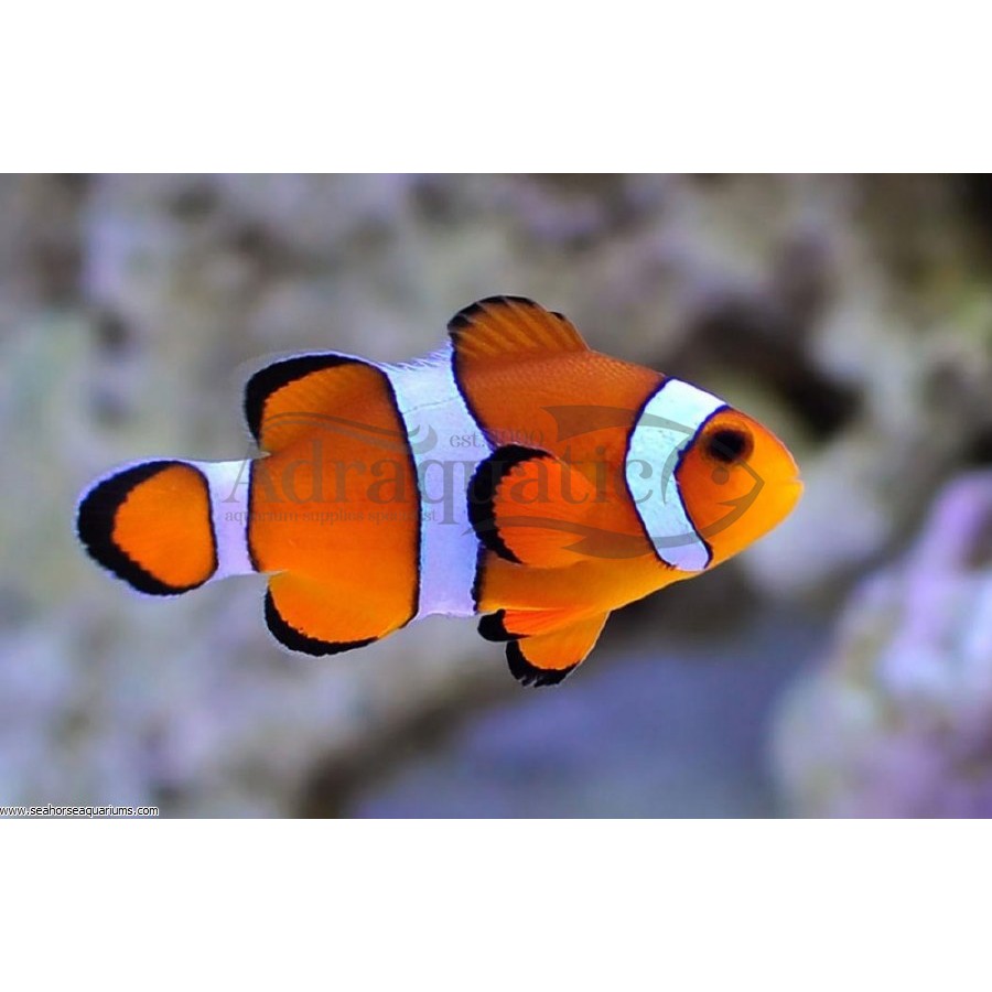 (INSTANT BANDUNG) IKAN HIAS LAUT NEMO BADUT CLOWNFISH