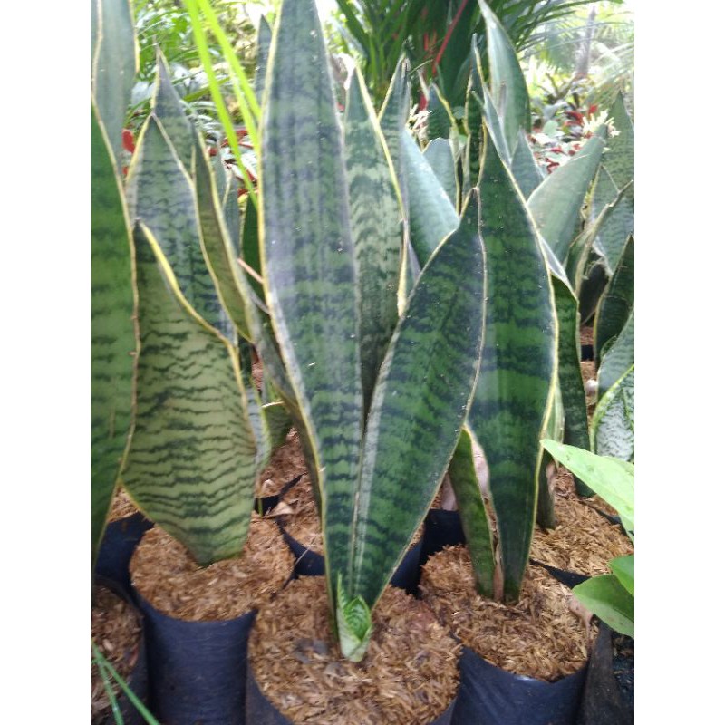 sansivera - lidah mertua - pedangan lidah - tanaman indoor outdoor