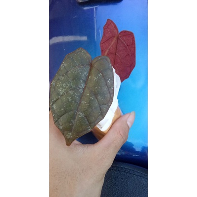 piper batman sp borneo