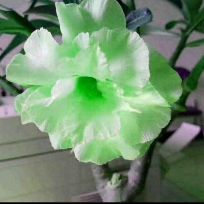 PROMO BESAR !! tanaman hias bunga adenium hijau melon-bunga kamboja jepang