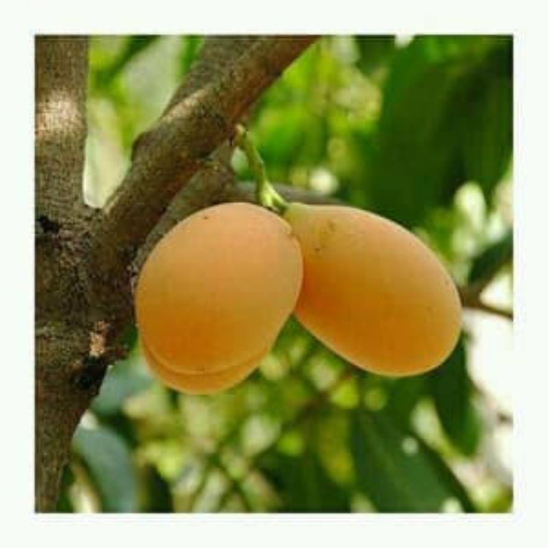 bibit tanaman buah Gandaria/pohon buah gandaria
