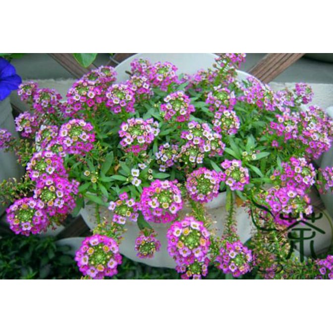 Produk Unggulan Bibit / Benih / Seeds Bunga Dwarf Pink Sweet Alyssum