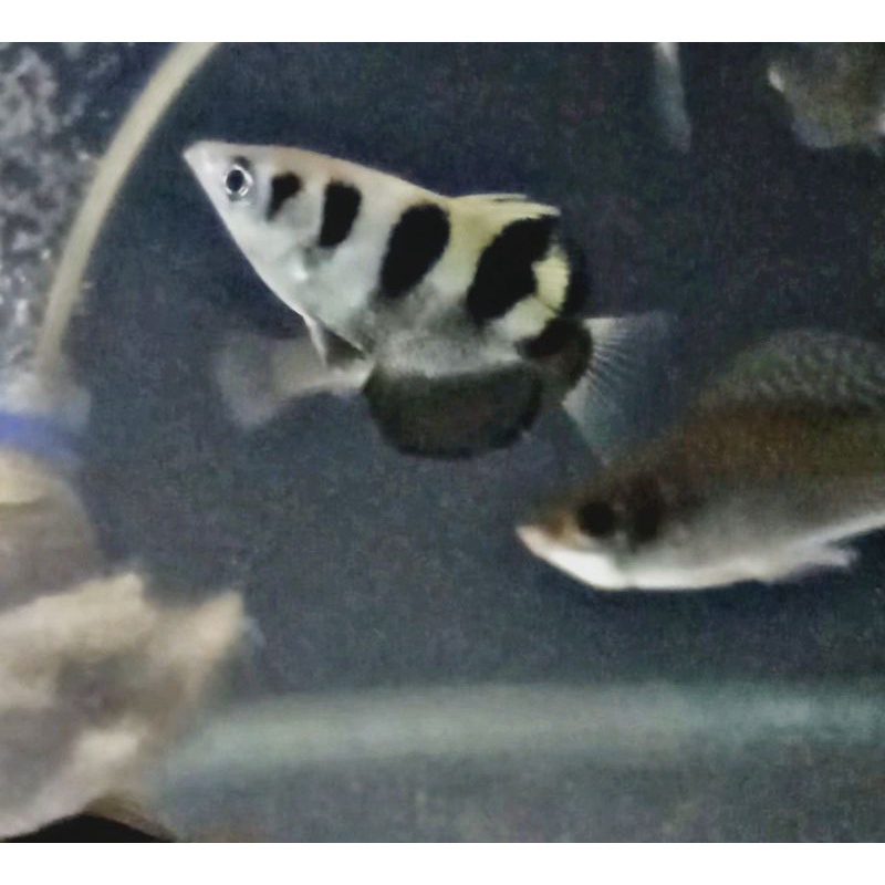 Archer fish/ikan panah 6-7cm