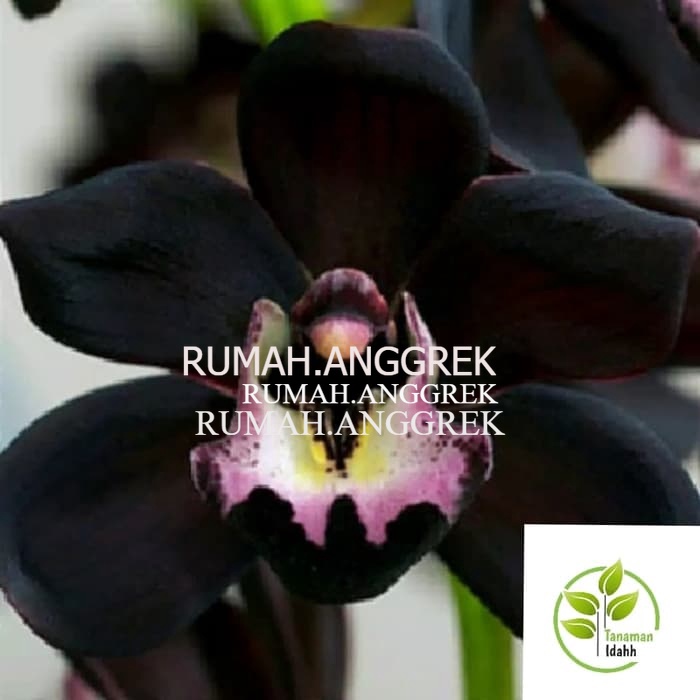 Bibit tanaman hias TanamaHias adenium Kamboja Hitam-adenium bunga tumpuk-obesum-kamboja jepang-kembo