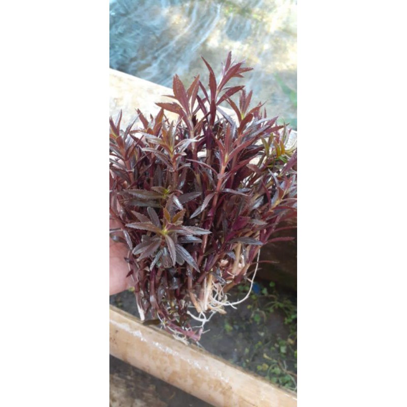 paket 50 batang Aromantica Tanaman Aquascape - Tanaman Aquarium - Tanaman Air Aquascape - Paket Tana