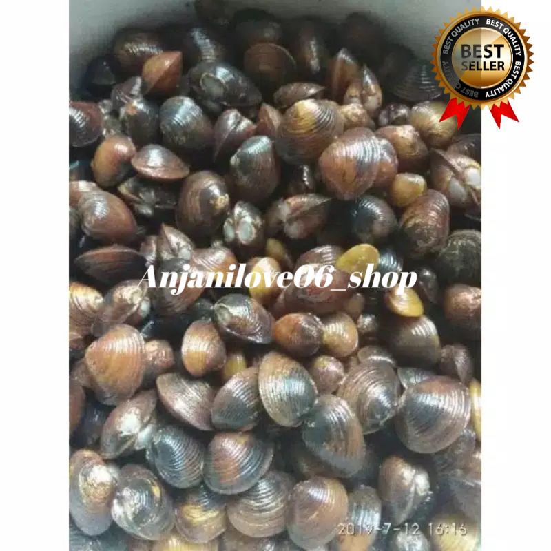 REMIS LAYA (CECE)ATAu KERANG TAWAR 100 GRAM