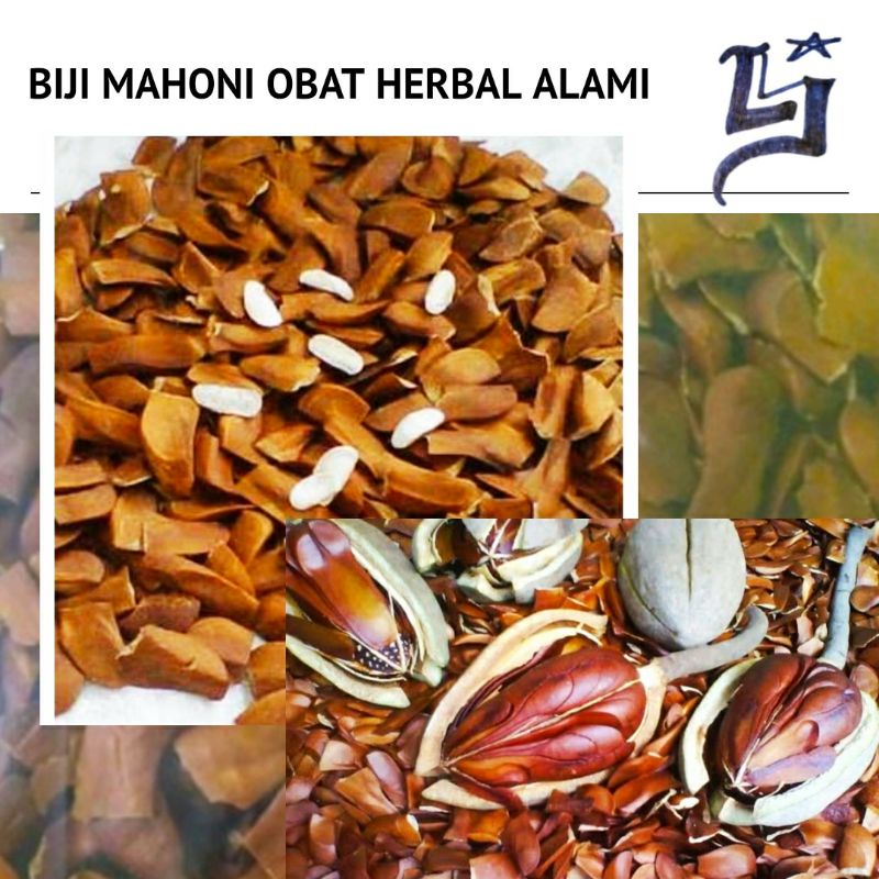 

BIJI Mahoni Herbal Tradisional Asli per pics (biji)