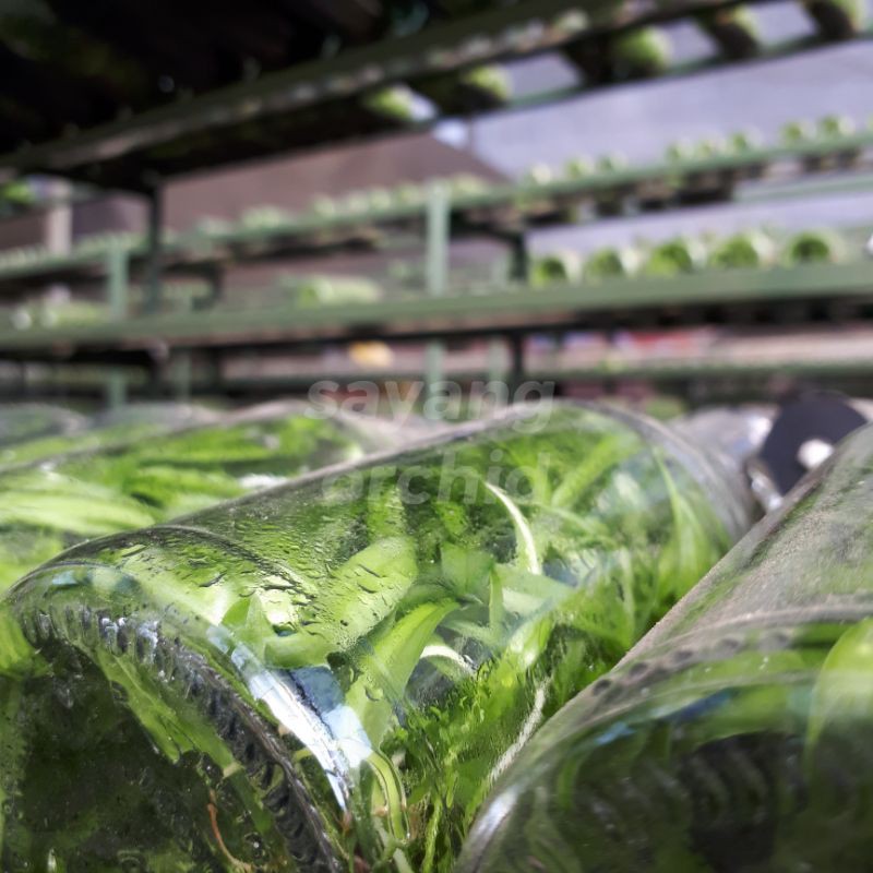 Anggrek Dendrobium Botolan