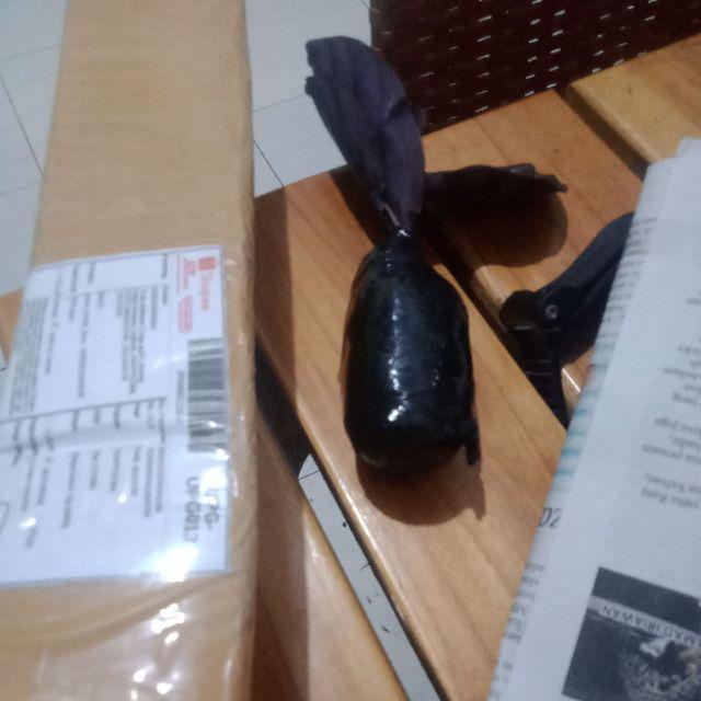 Tanaman Hias Calathea Black Lipstik - Pohon Kalatea Black Lipstik