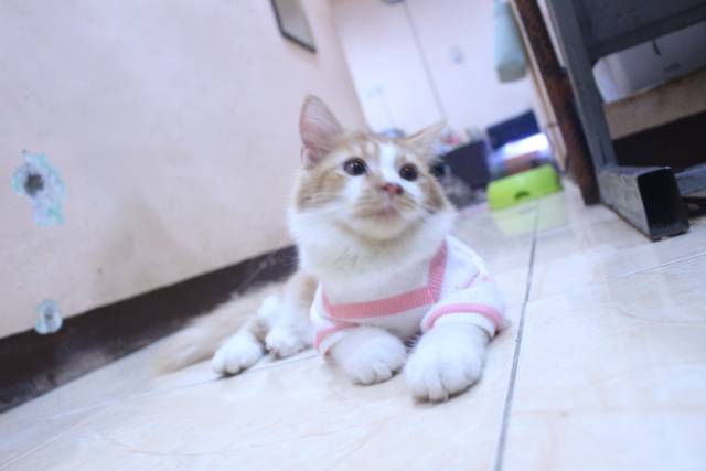 Baju rajut strip putih pink lucu untuk kucing dan anjing / baju kucing murah size S M L XL