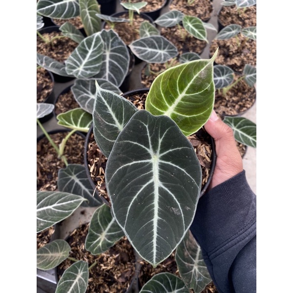 Tanaman Hias Alocasia Black Velvet Black velvet Ninja turtle