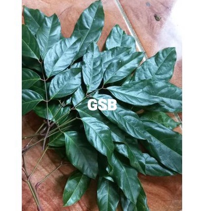 

Daun jengkol segar petik langsung 500 gram