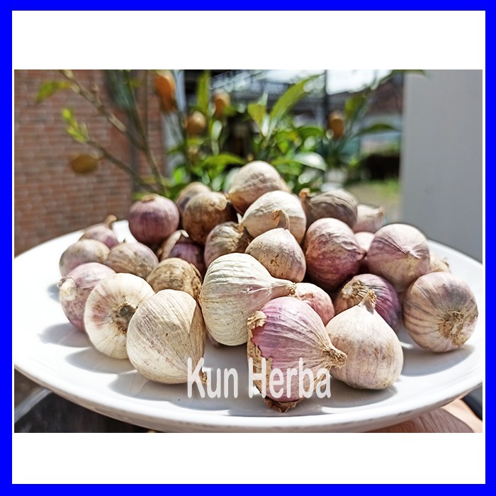

BAWANG PUTIH TUNGGAL 250 GR - BAWANG PUTIH LANANG