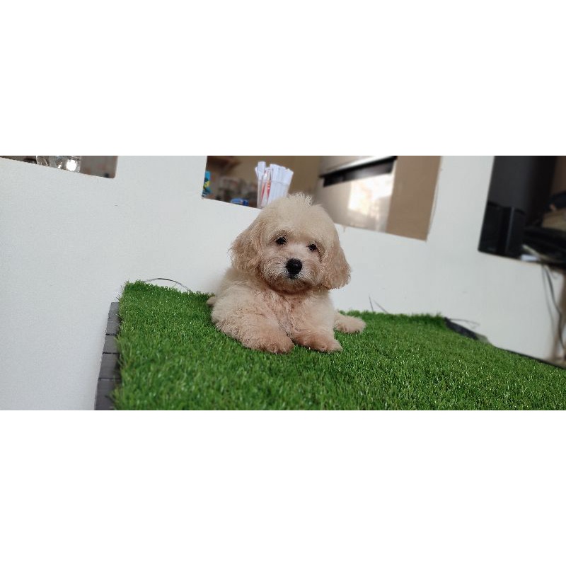 maltipo betina+kandang+ongkir cargo