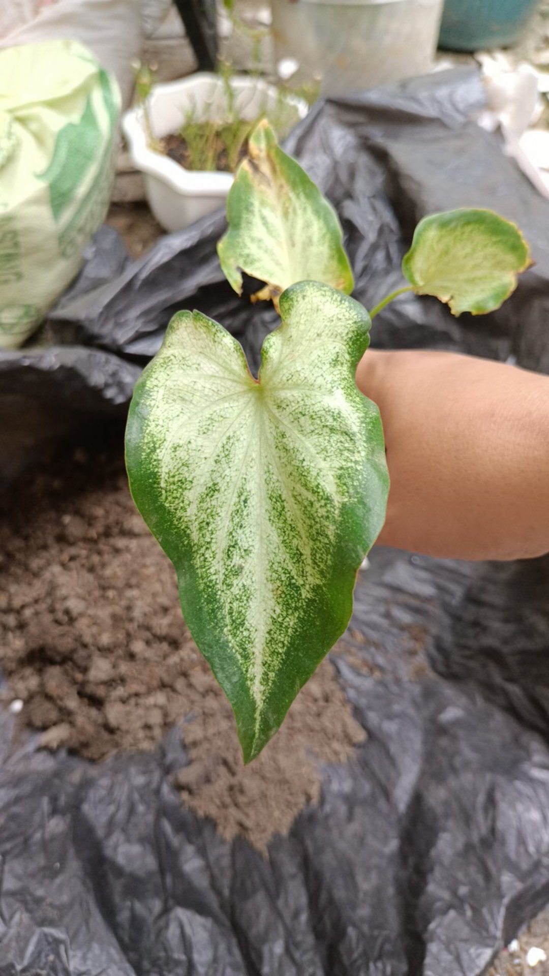 Caladium White Knight/ Dikirim Anakan Bibit White Knight