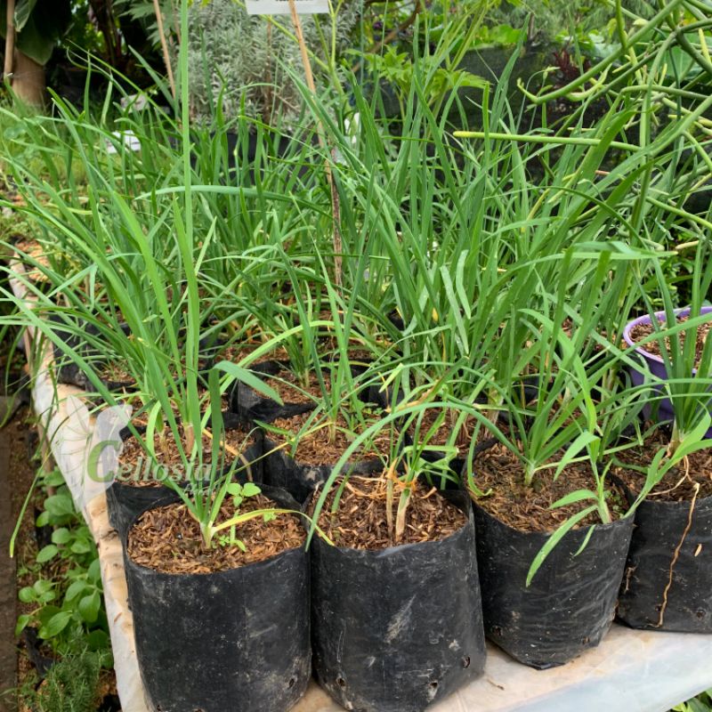 Tanaman Herbal Rempah Daun Kucai / Bawang Kucai