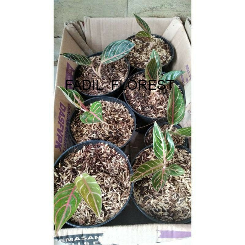 Aglonema red Sumatra baby /anakan - black Sumatra /baby SEED_AGLONEMA