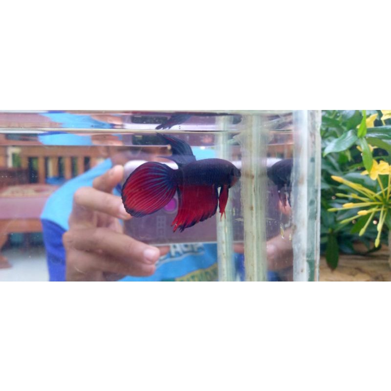 ikan cupang veiltail/slayer red blue butterfly
