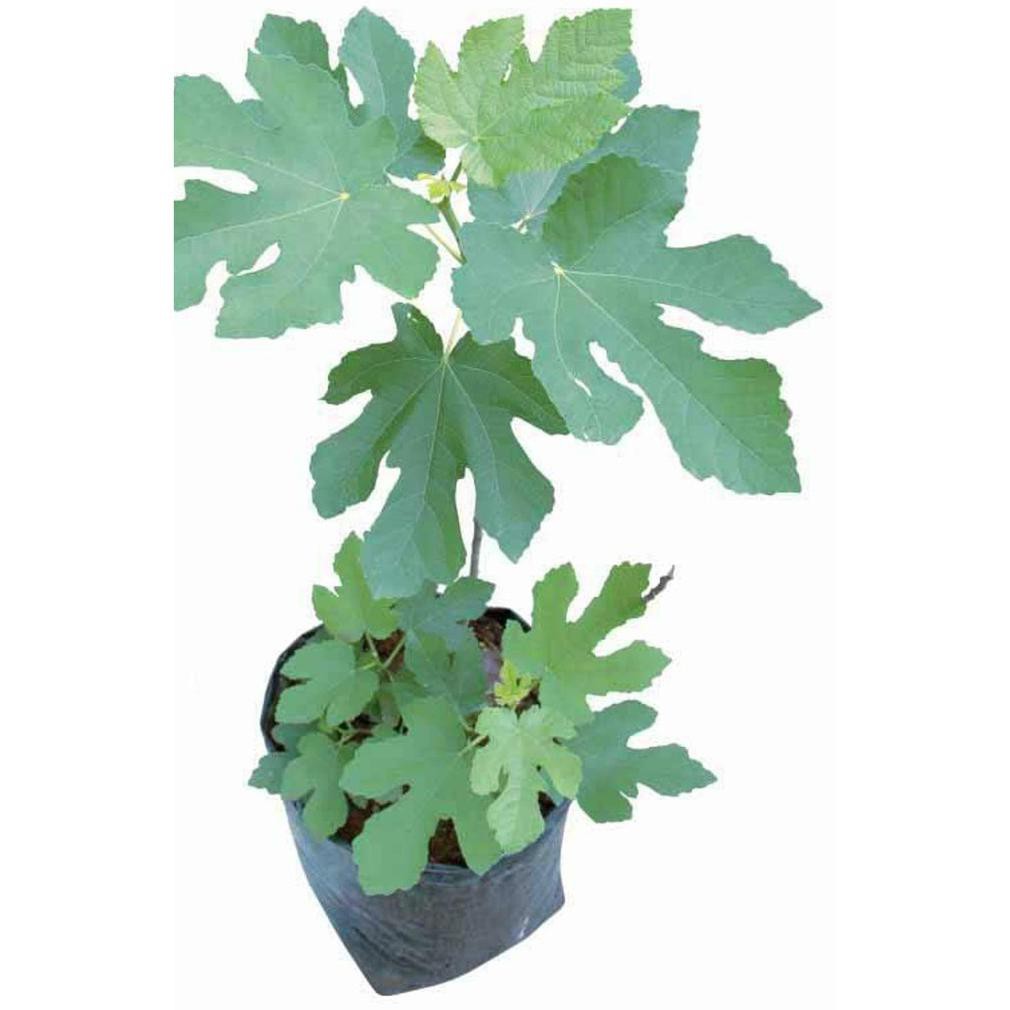 @_@ Bibit Tanaman Buah Ara Tin Purple Jordan Super kw+