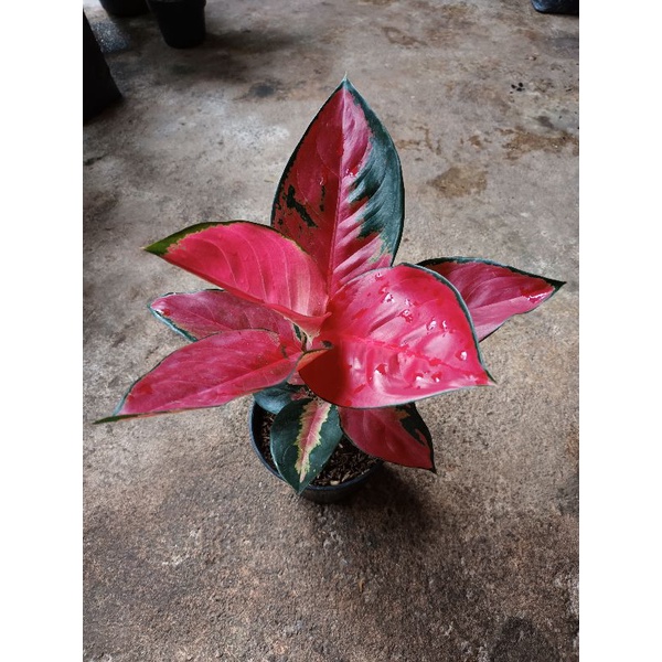 Aglaonema Suksom