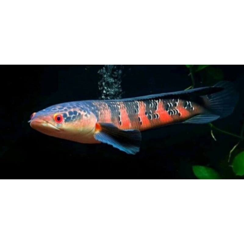 baby red barito topp